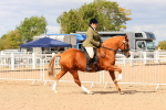 Class 214 - Ridden Show Cob portfolio