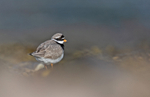 Ringed Plover - Charadrius hiaticula