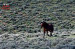 3HPhotog6-2-24_SW-WYO_3HR16526_Wild Horses