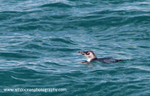 NZ011: Blue Penguin