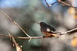 Bird African Robin