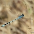 Common Blue Damselfly (Enallagma cyathigerum) M
