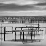 Oyster Beds No 3