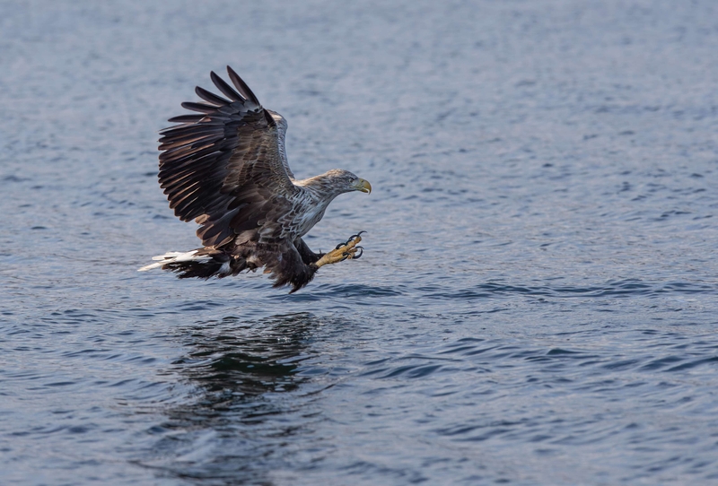White Tailed Eagle - Isle of Mull - Scotland