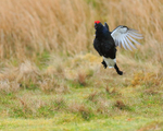 Black Grouse on landing approach, Scotland
