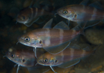 Trisopterus luscus