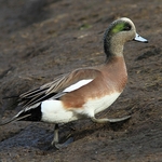 American Wigeon