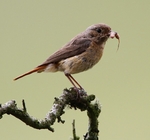 Female Common Redstart with Rat Tailed Maggot