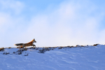 Red Fox running along ridge, Soda Butte Canyon, Yellowstone