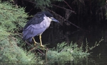 Night Heron.