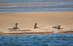 Common Seals