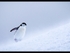 Chinstrap Penguin Struggling Uphill