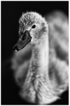 Cygnet Portrait