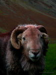 Herdwick Sheep