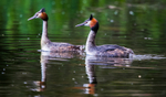 Grebe pair 3876322
