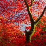 Red October