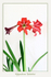 Hippeastrum 'Balantino'