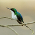 Purple-crowned Fairy (female), Gamboa, Panama