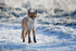 Red Fox (Vulpes vulpes)