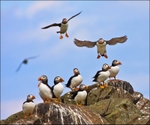 Puffin Colony