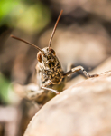 Grasshopper  09852522
