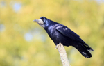Rook on a branch in Somerset_0031