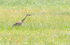 Sandhill Crane--Spring Meadow