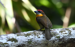 Scarlet-Crowned Barbet Male