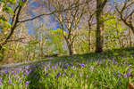 z3609 Bluebells, America Wood, Shanklin