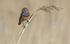 Male Bluethroat