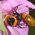 Crab_Spider (Synema_globosum,)