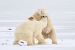 Male Polar Bears fighting, Churchill, Canada