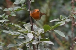 Robin 1