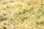 SBM_19740