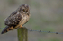 SHORT EARED OWL / REF SEO 1