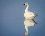 Snow Goose Reflection