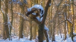 Winter 2 Snowy Dragon Tree Croft Castle_0044