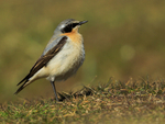 Wheatear (male) near Anvil Point Lighthouse at Durlston