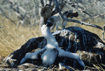 Blue-footed Booby feeding his chick (North Seymour)