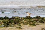 SBP002: Ringed Plover