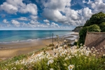 z4339 Oxeye Daisies, Shanklin Chine
