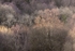 Trees in Sunlight