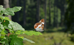White Admiral