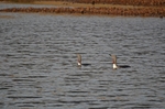 Red-throated Divers