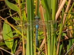 Emperor Dragonfly