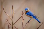 Determined Blue