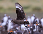 Falkland (Brown) Skua portfolio