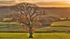 Autumn 3 Leaf Briar Edge 5001