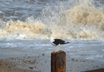 Great Black-backed Gull