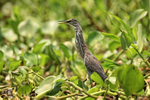 Striated Heron (juvenile) & water hyacinth, Mato Grosso, Brazil